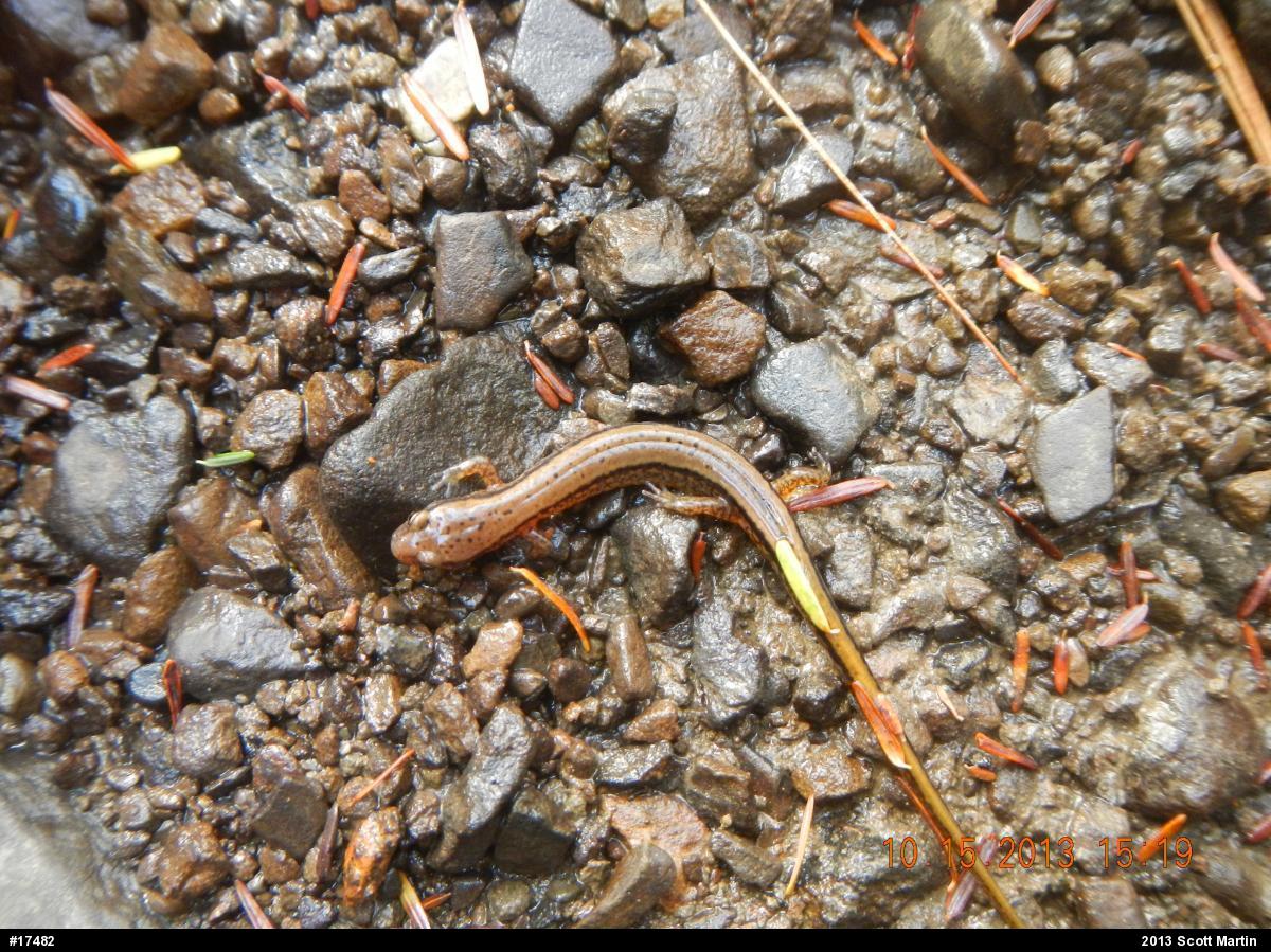 Northern Two-lined Salamander