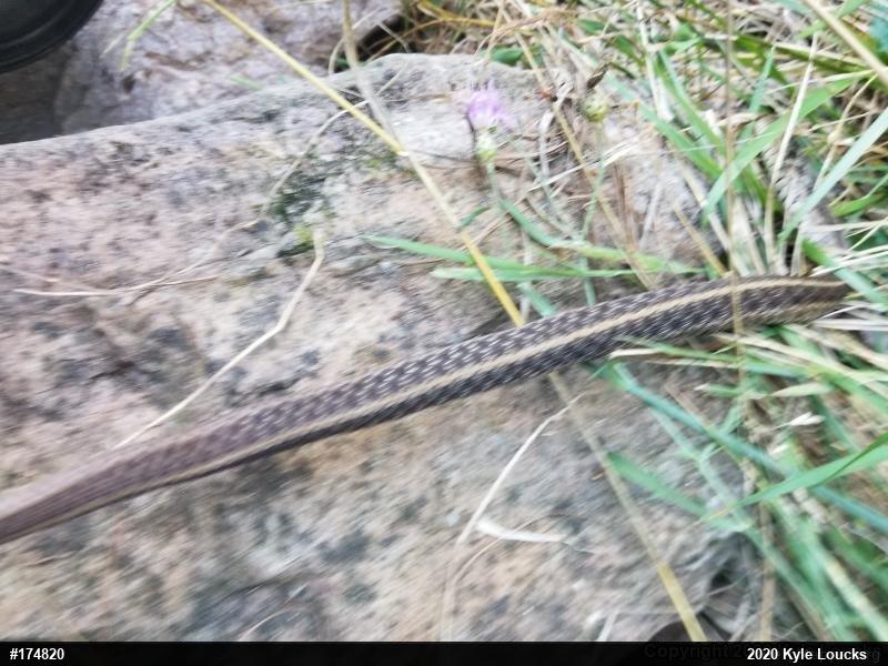 Eastern Gartersnake