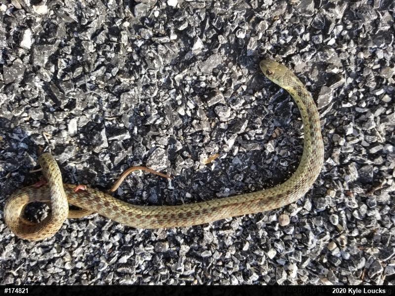 Eastern Gartersnake