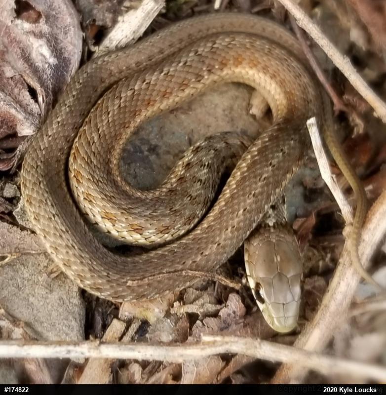 Eastern Gartersnake