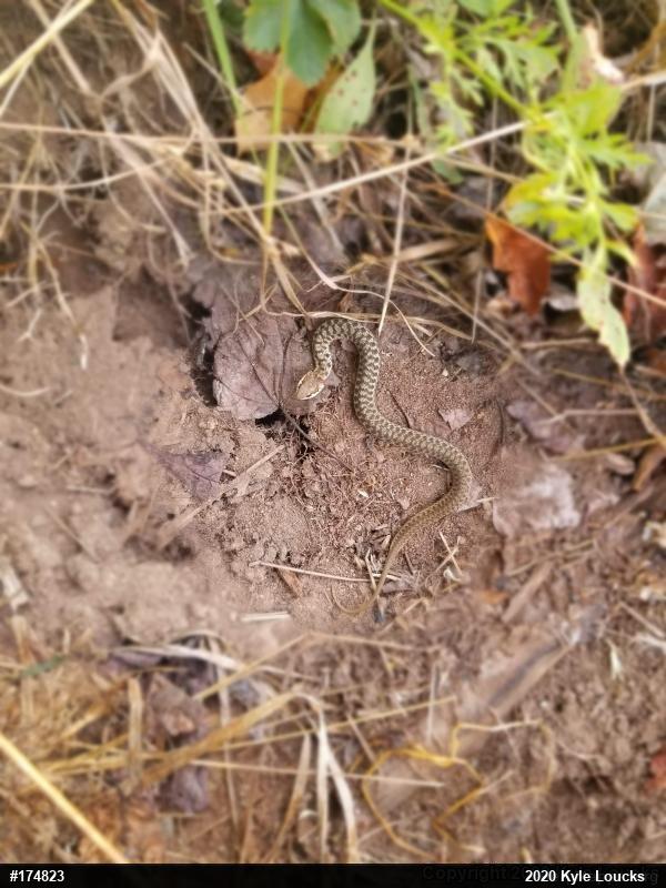 Eastern Gartersnake
