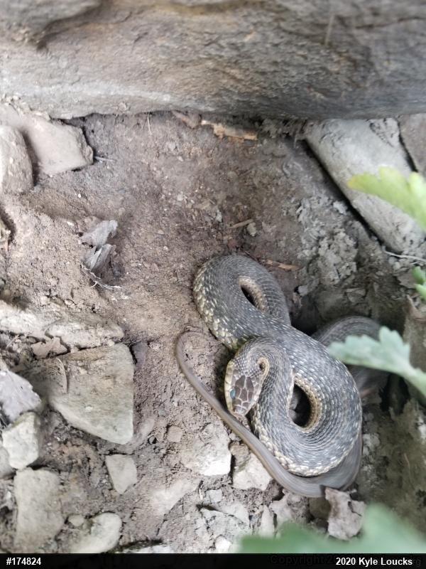 Eastern Gartersnake