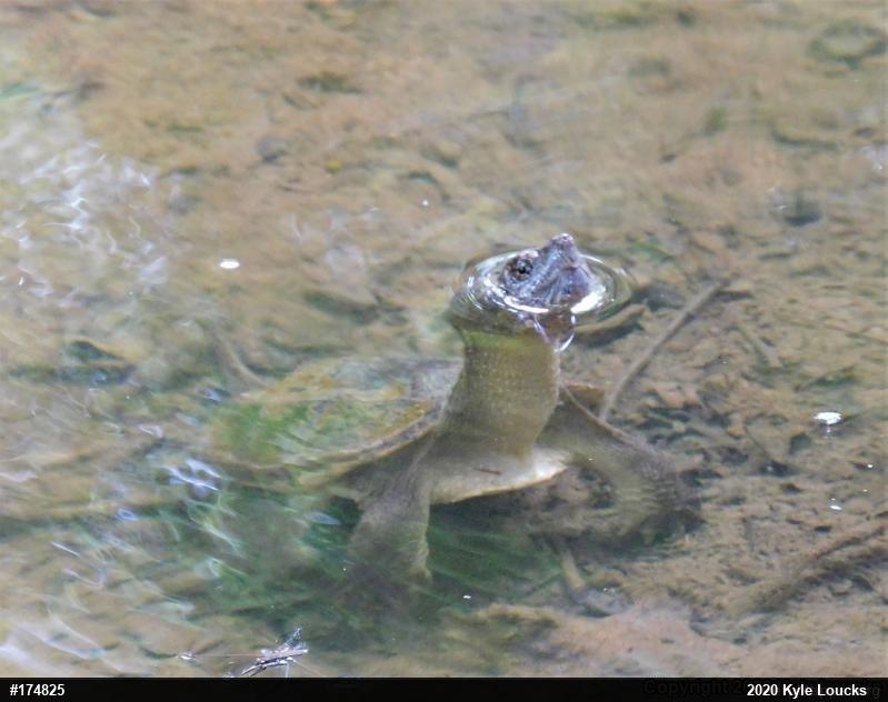 Snapping Turtle