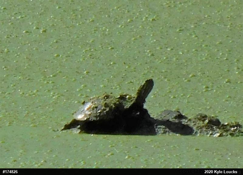 Painted Turtle
