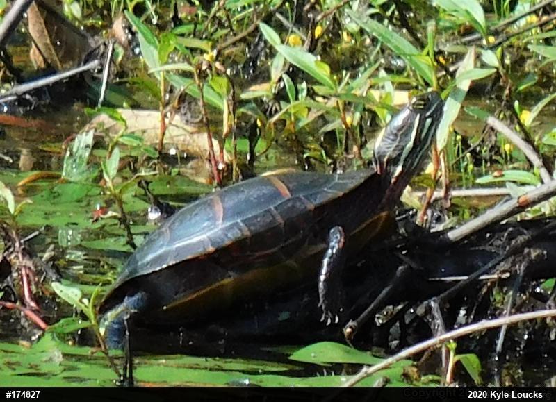 Painted Turtle