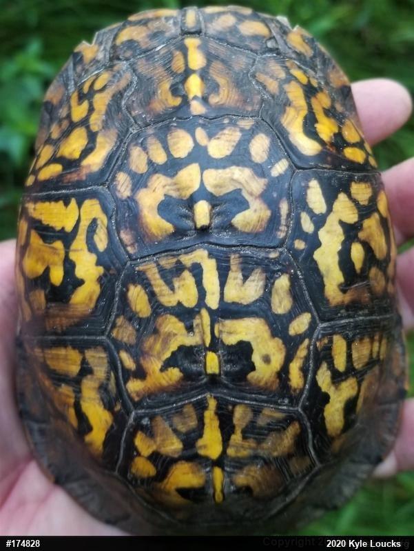 Eastern Box Turtle