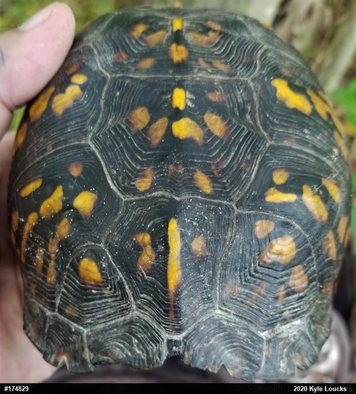 Eastern Box Turtle