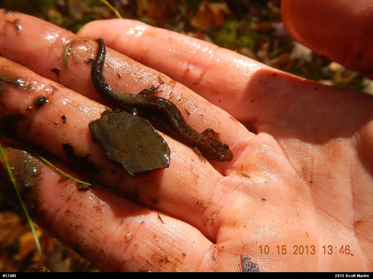 Allegheny Mountain Dusky Salamander