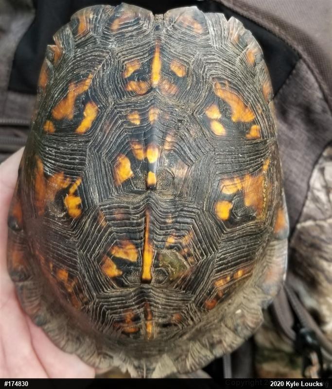 Eastern Box Turtle