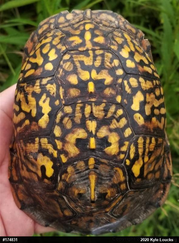 Eastern Box Turtle