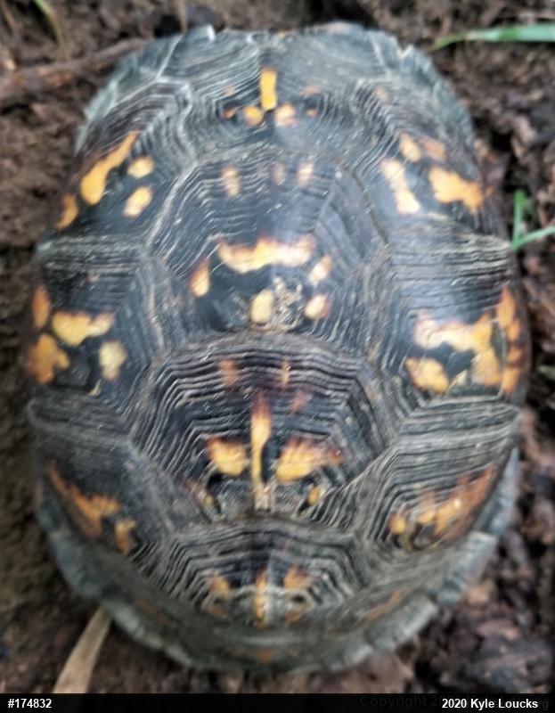 Eastern Box Turtle
