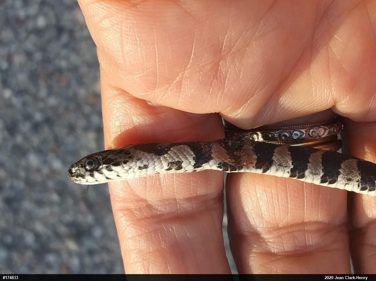 Northern Watersnake