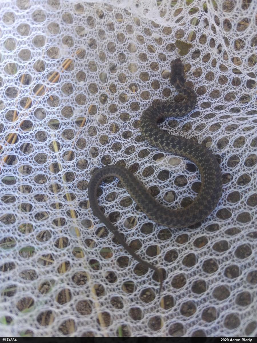 Eastern Gartersnake