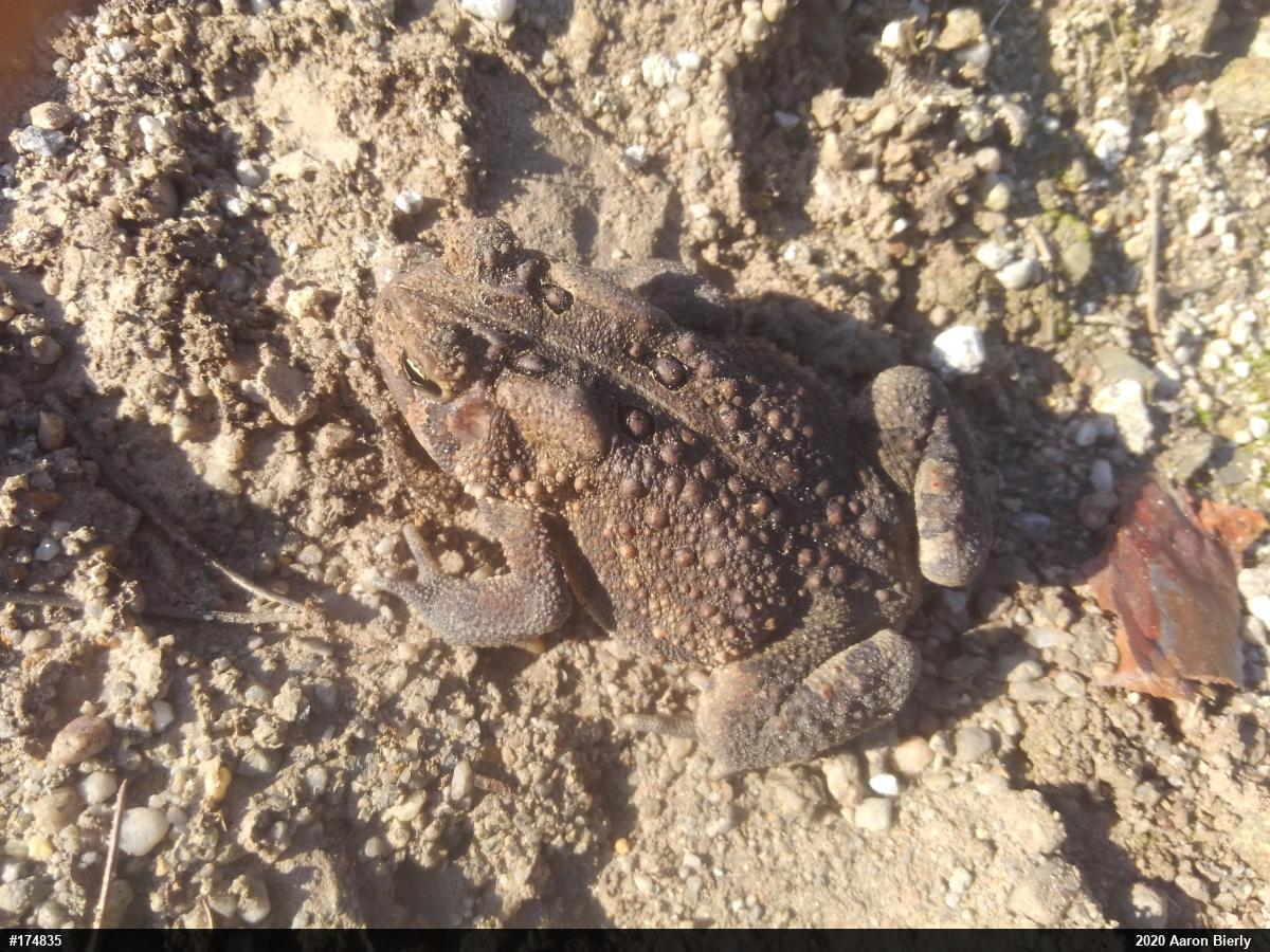 Eastern American Toad