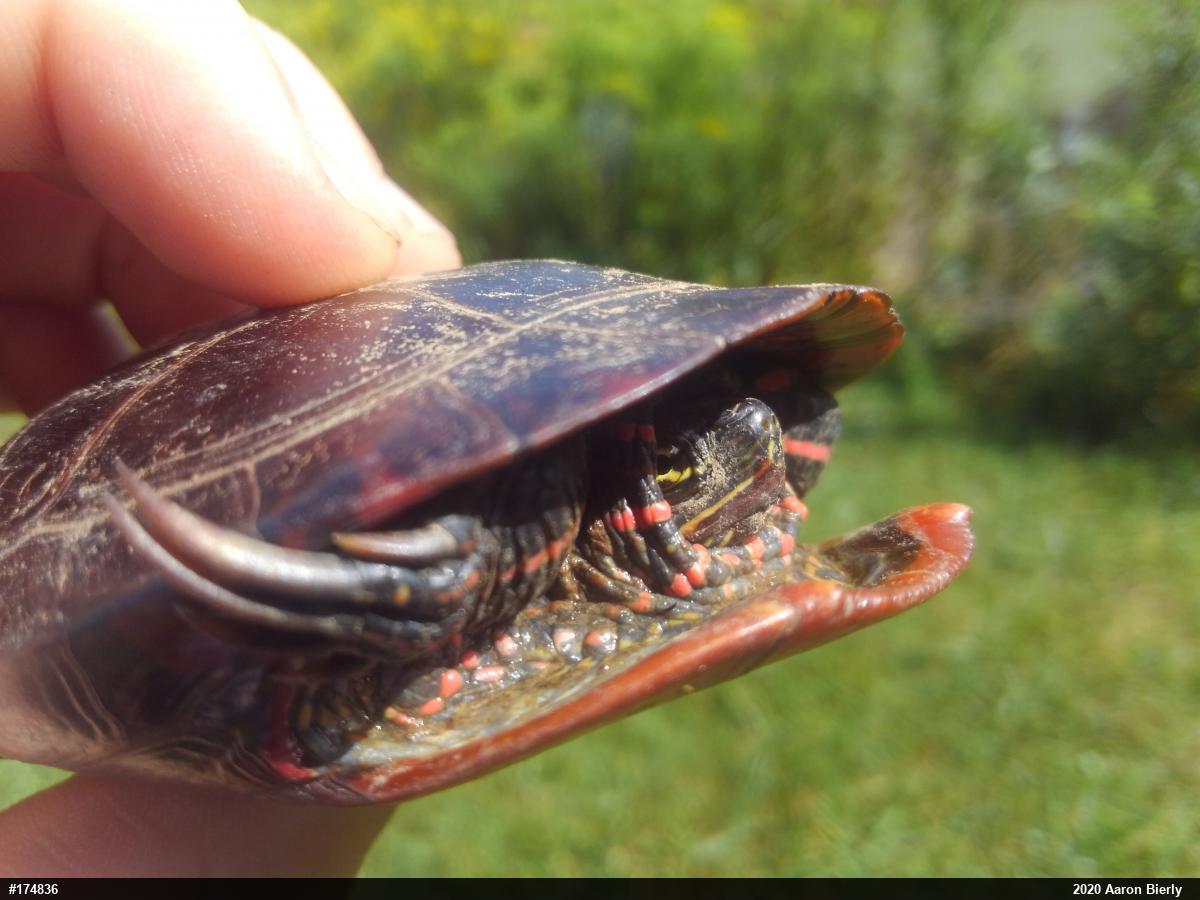 Painted Turtle