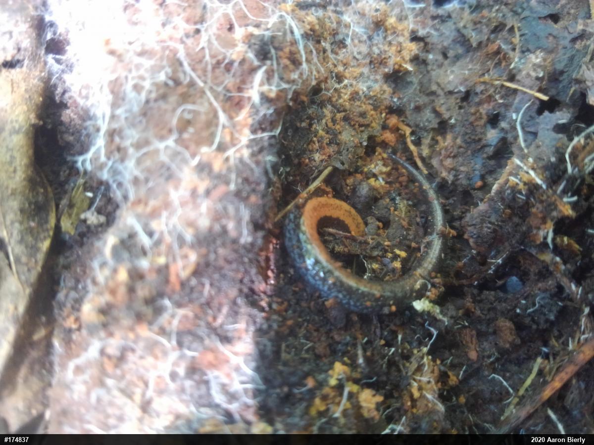 Eastern Red-backed  Salamander