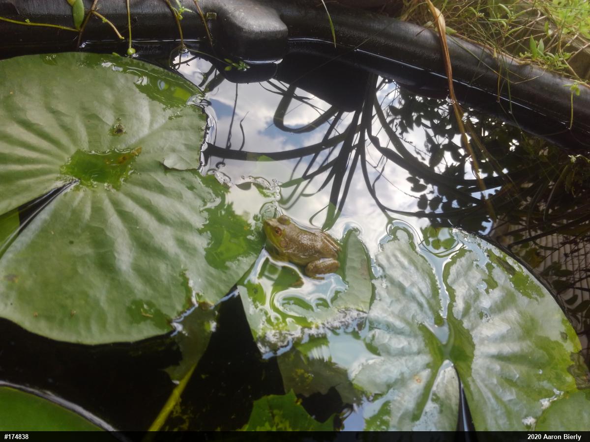 American Bullfrog