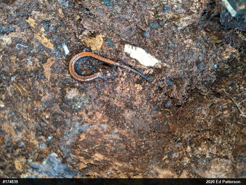 Eastern Red-backed  Salamander