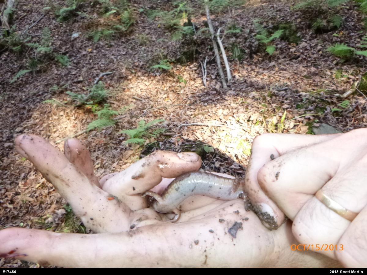 Northern Spring Salamander
