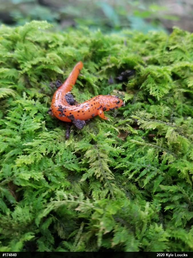Northern Red Salamander