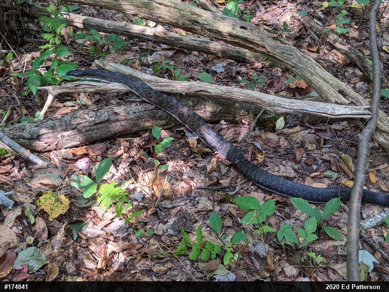 Eastern Ratsnake