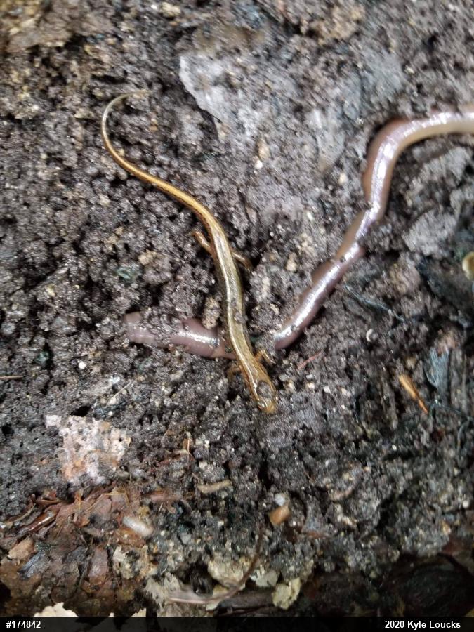 Northern Two-lined Salamander
