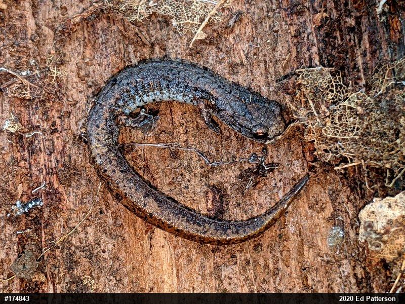 Four-toed Salamander
