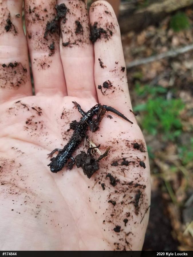Northern Slimy Salamander
