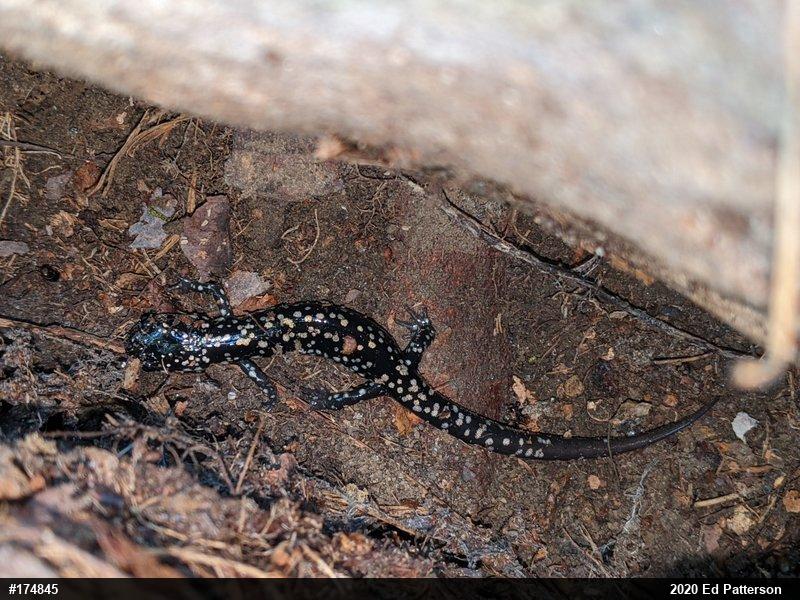 Northern Slimy Salamander
