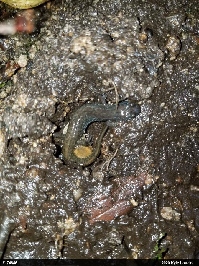 Northern Dusky Salamander