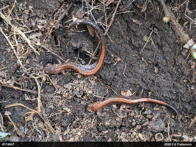 Eastern Red-backed  Salamander