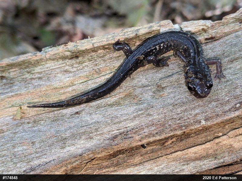Wehrle's Salamander