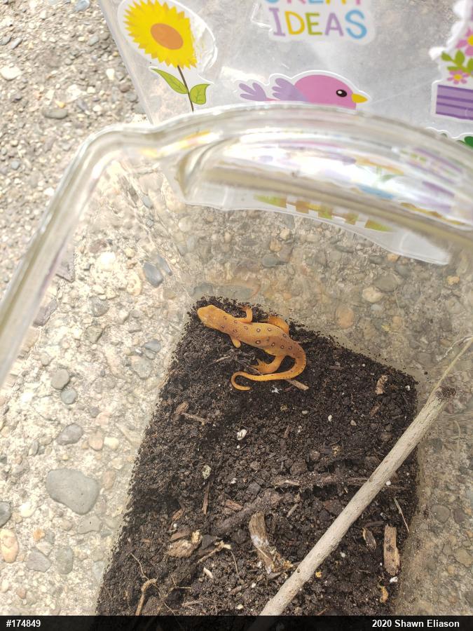 Red-spotted Newt