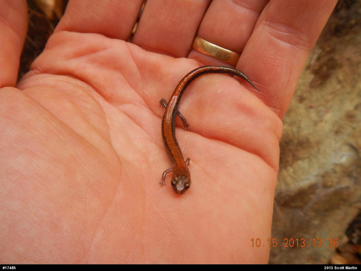 Eastern Red-backed  Salamander