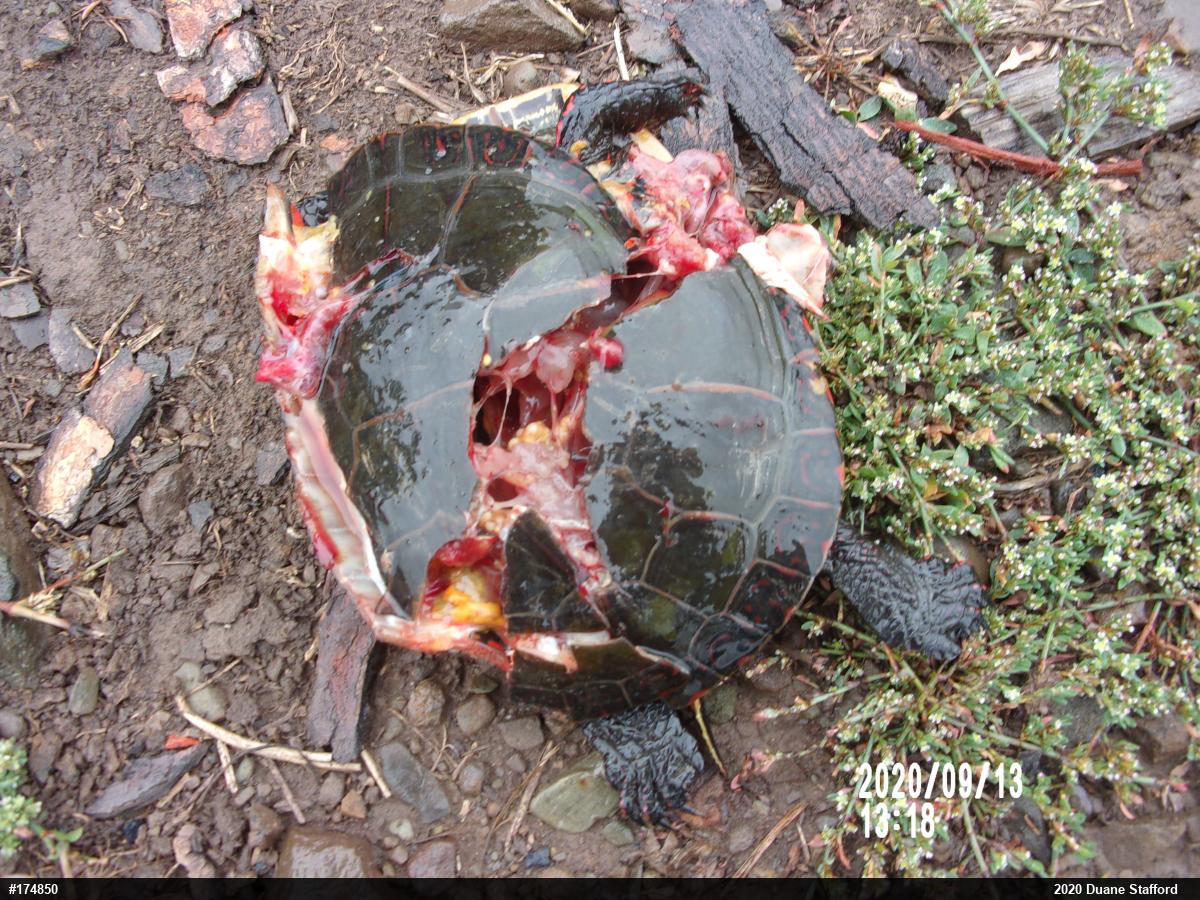 Midland Painted Turtle