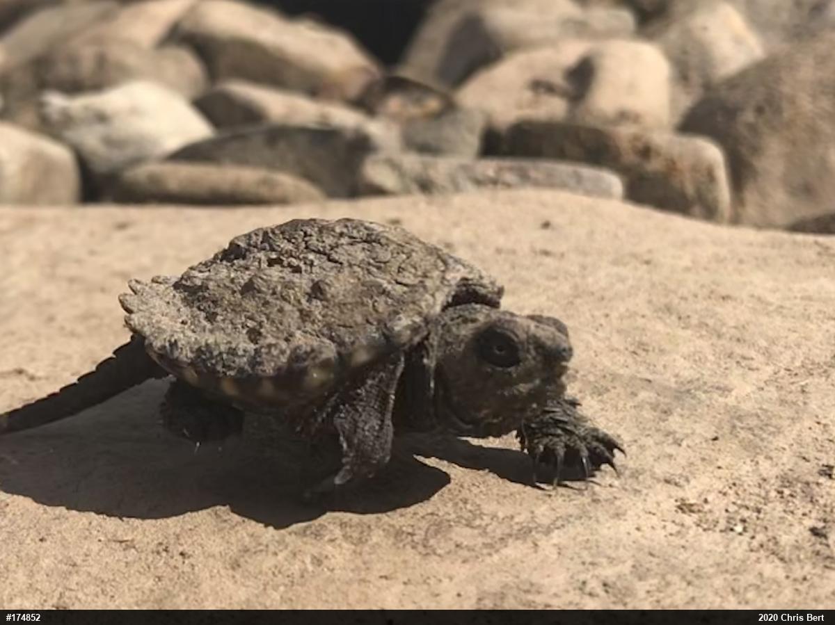 Snapping Turtle