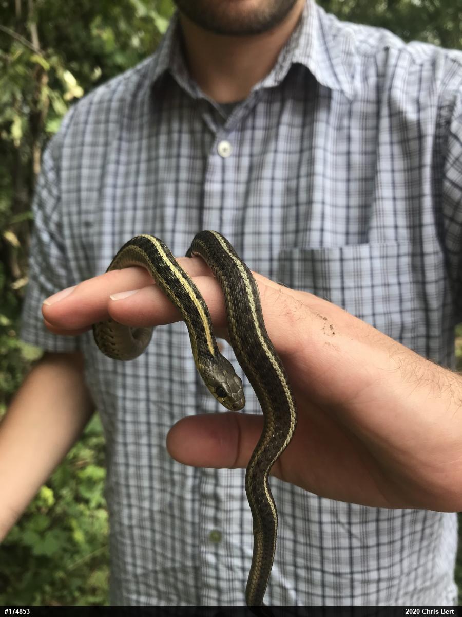 Eastern Gartersnake