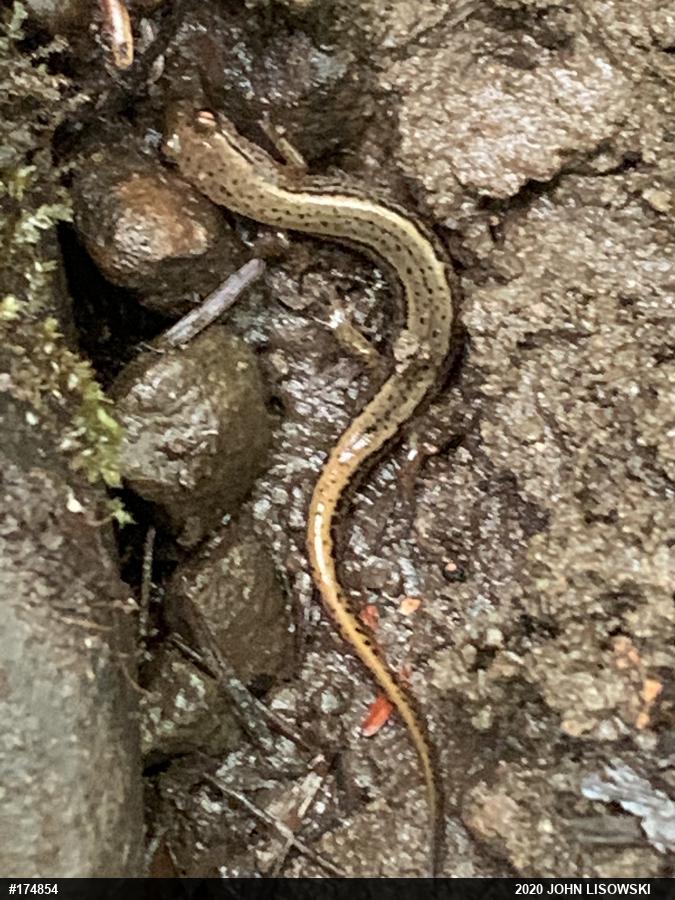 Northern Two-lined Salamander
