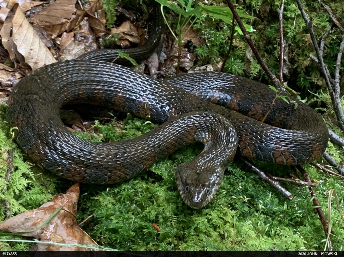 Northern Watersnake