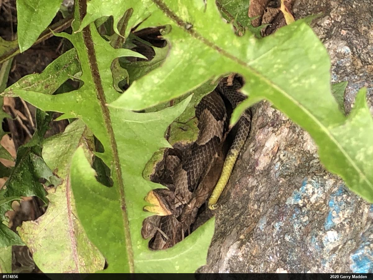 Northern Copperhead