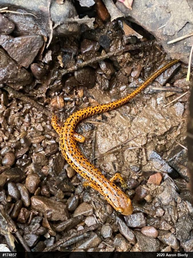 Eastern Long-tailed Salamander