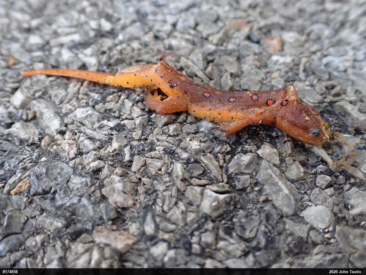 Red-spotted Newt