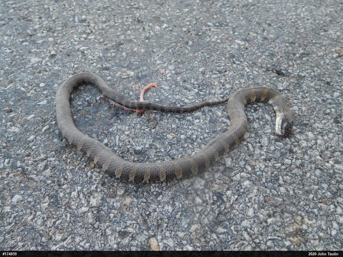 Northern Watersnake