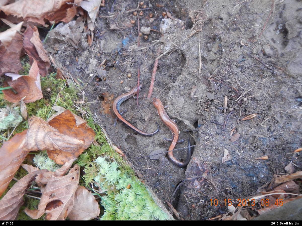 Eastern Red-backed  Salamander