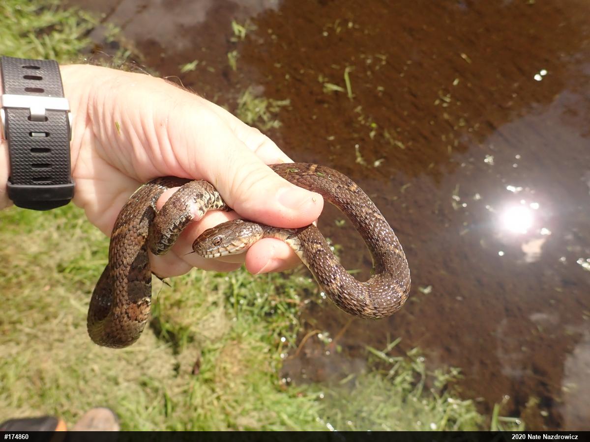 Northern Watersnake