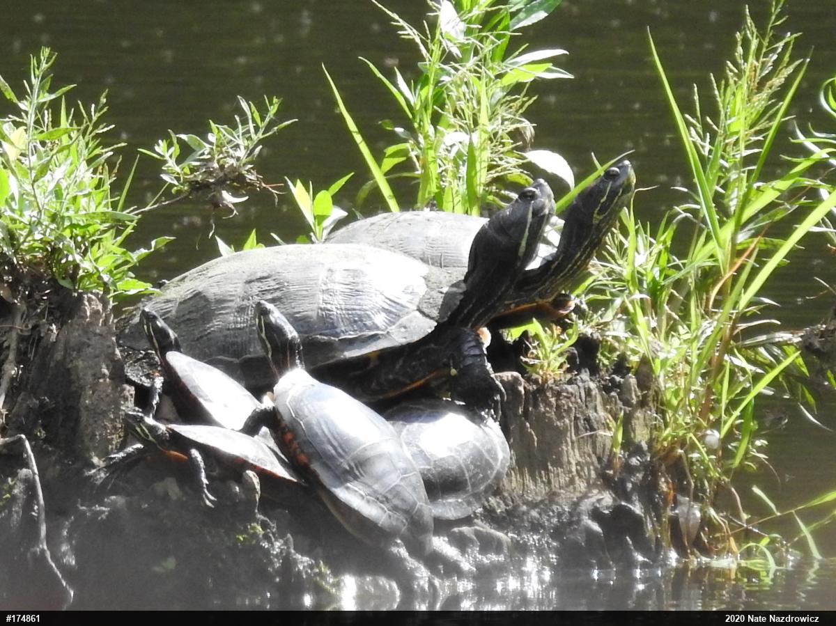 Painted Turtle