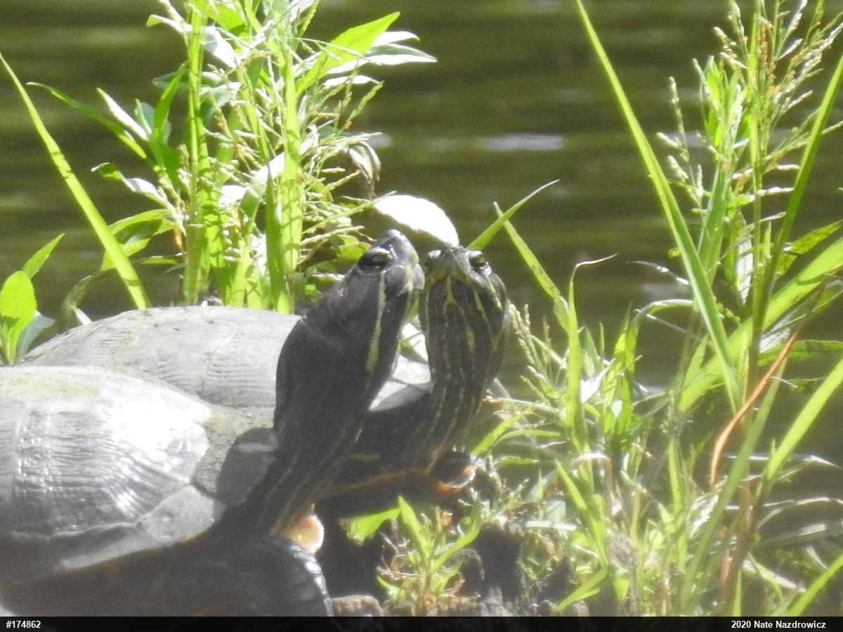 Red-eared Slider