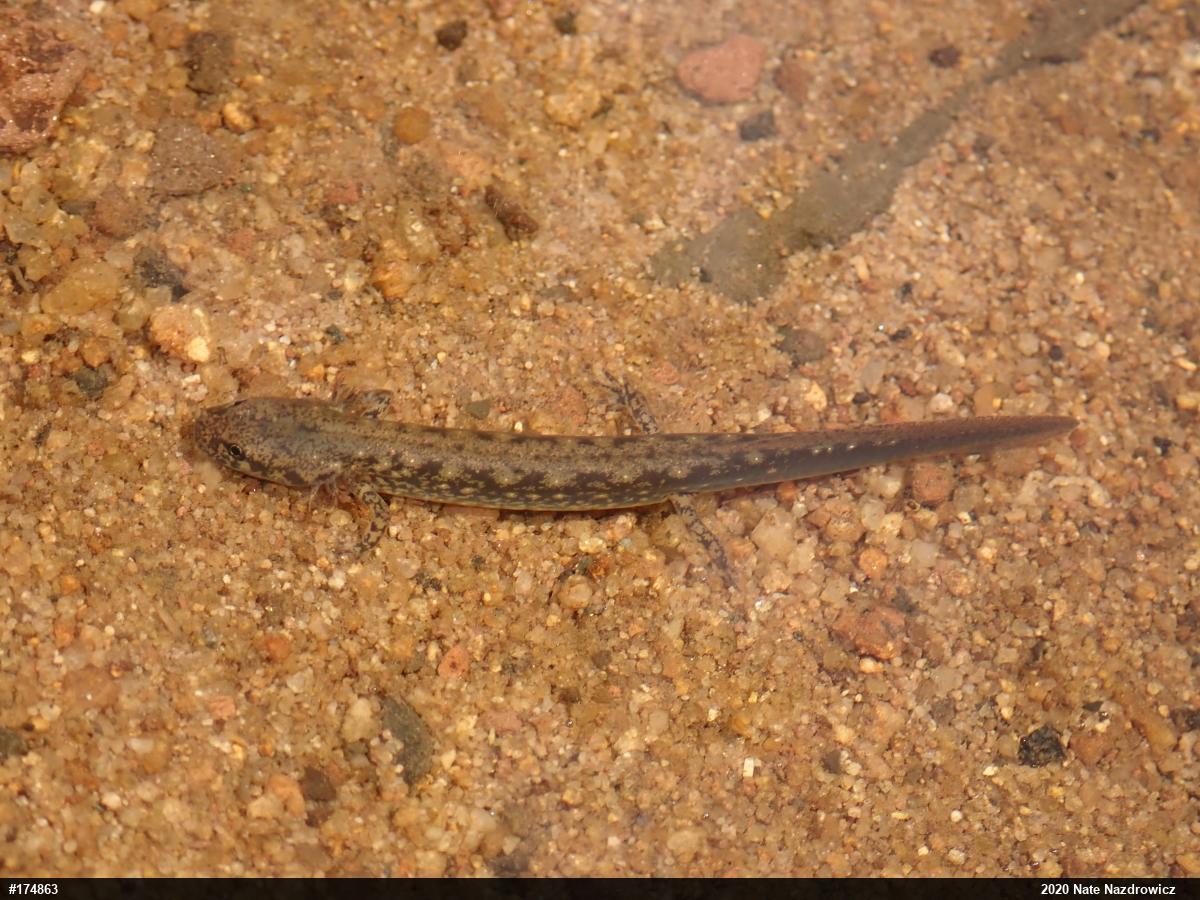 Northern Two-lined Salamander
