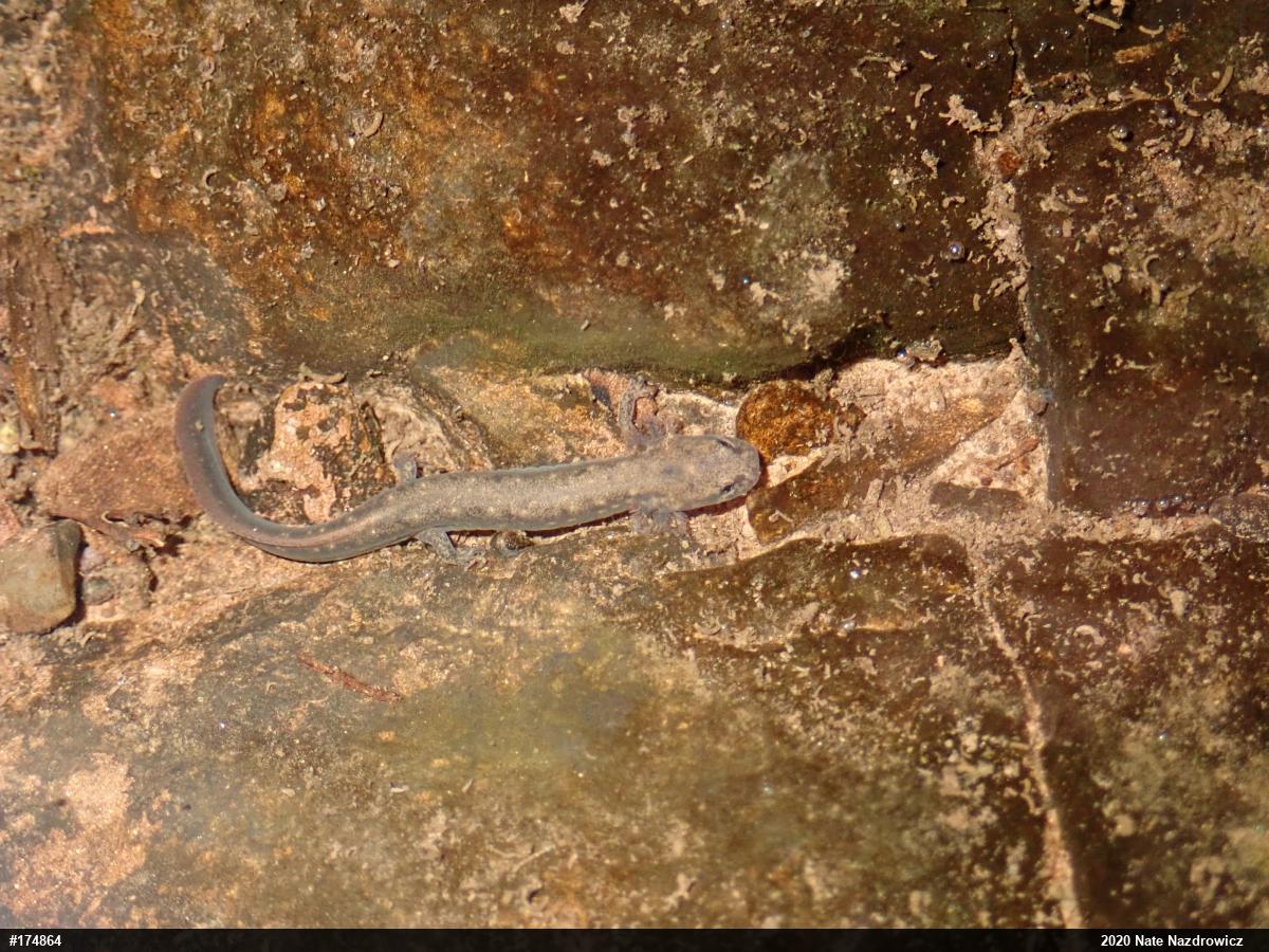 Northern Two-lined Salamander