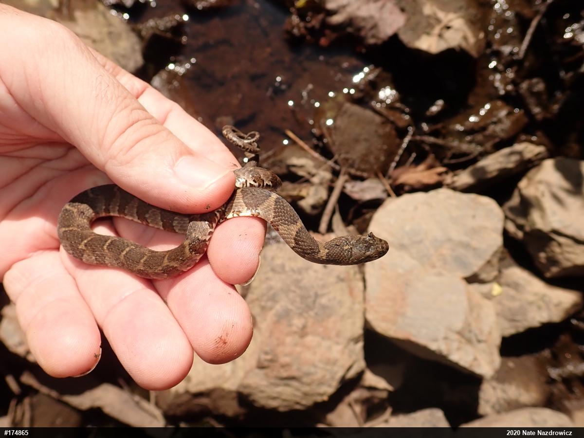 Northern Watersnake